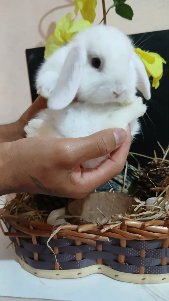 Coelho lop uruguaio bebe branco  - Foto 5