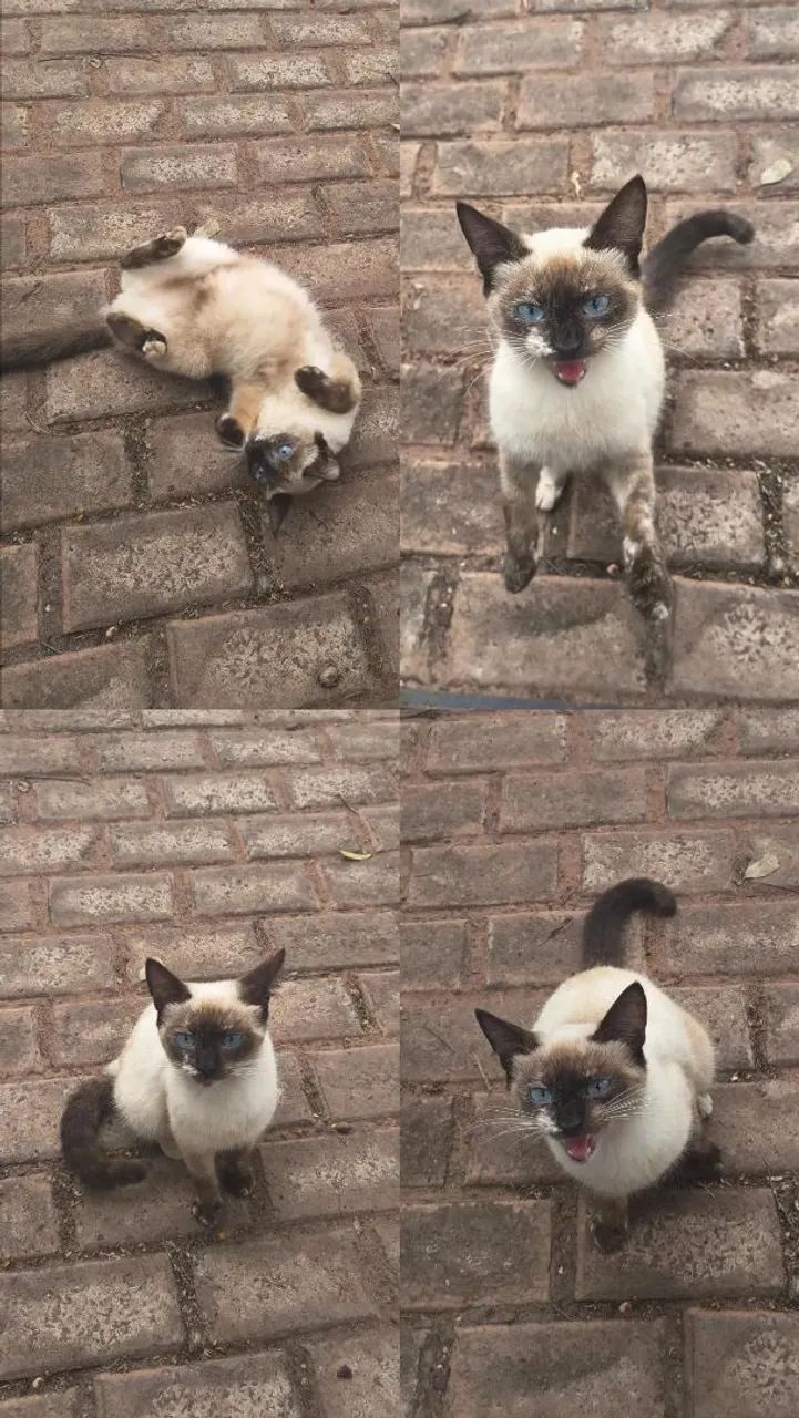Gata para adoção 