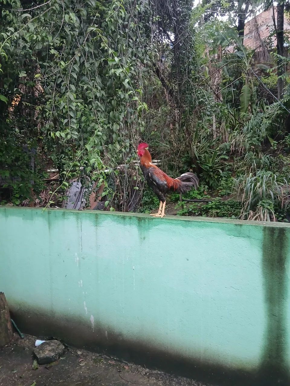 Galo e galinha  - Foto 4