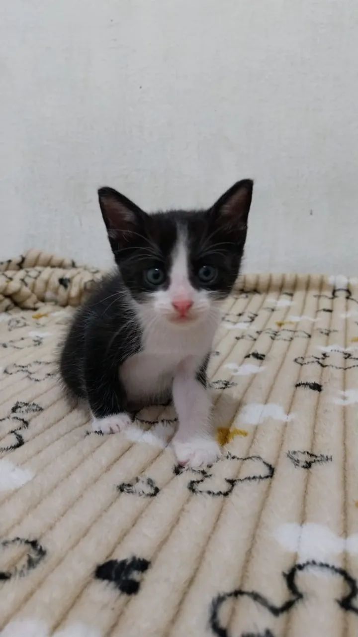 Gatos para Adoção - Foto 2