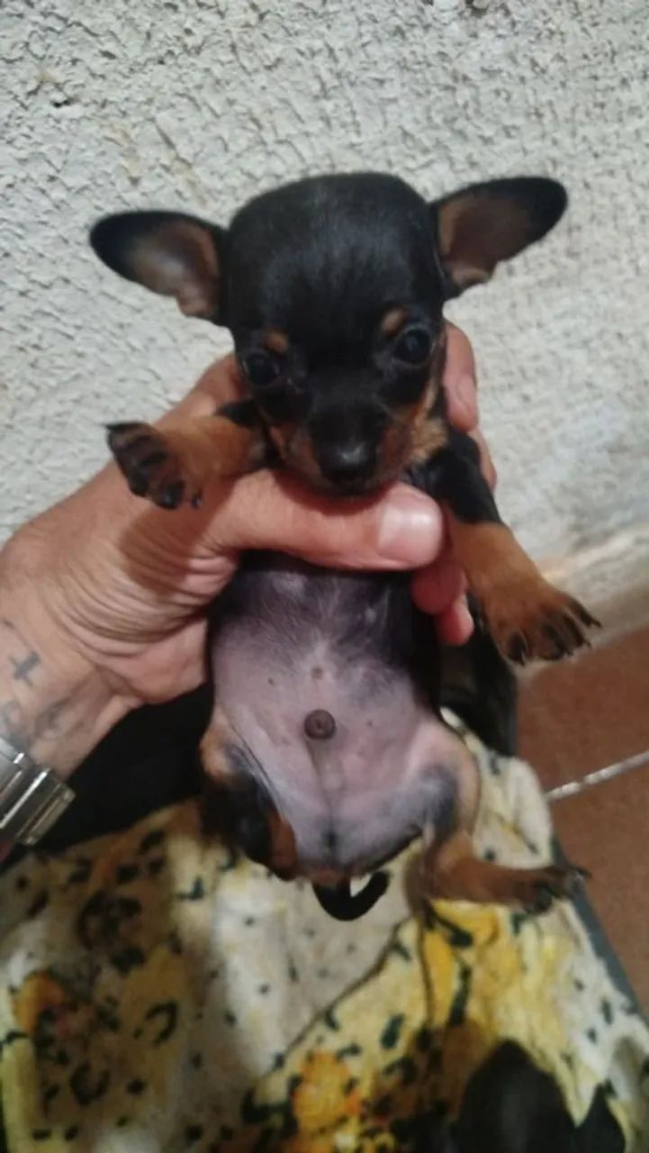 Lindo filhote pinscher macho zero 