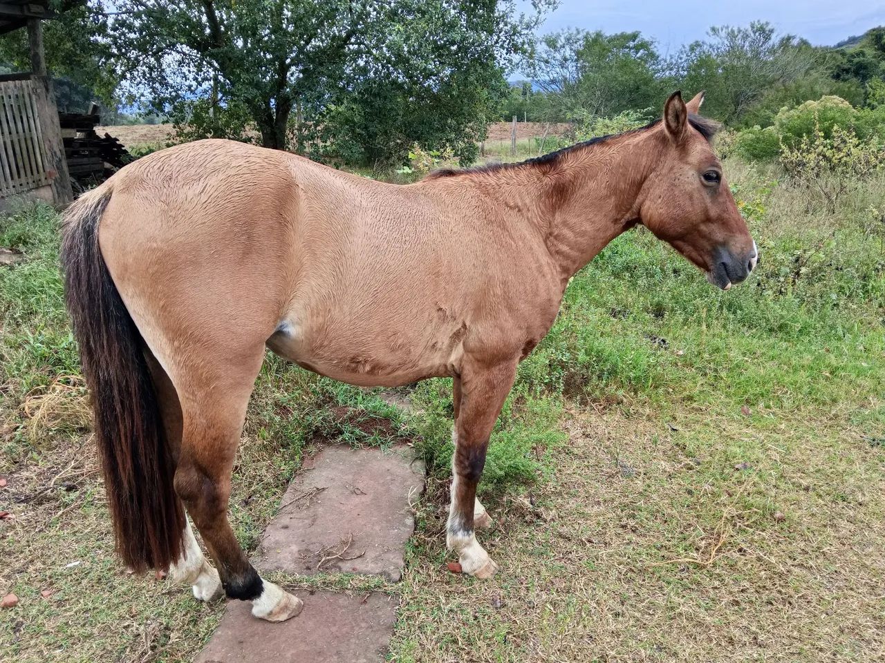 Potro petiço - Foto 3