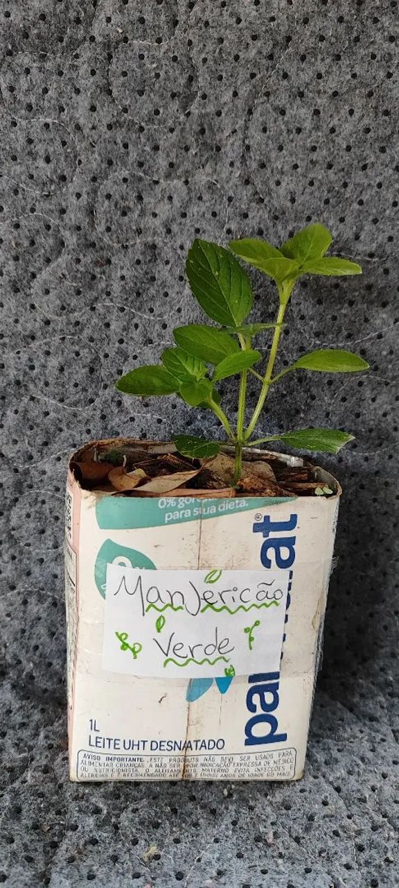 Muda de Manjericão-verde