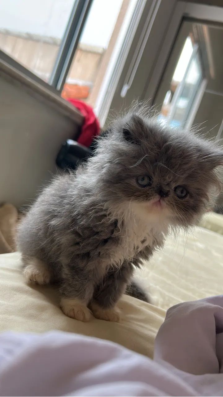 Gato persa  - Foto 3