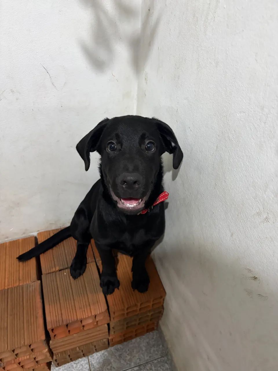 Cachorro labrador de 5 meses  - Foto 2