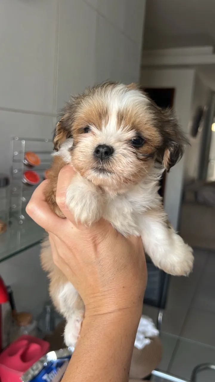 Filhotes lhasa apso
