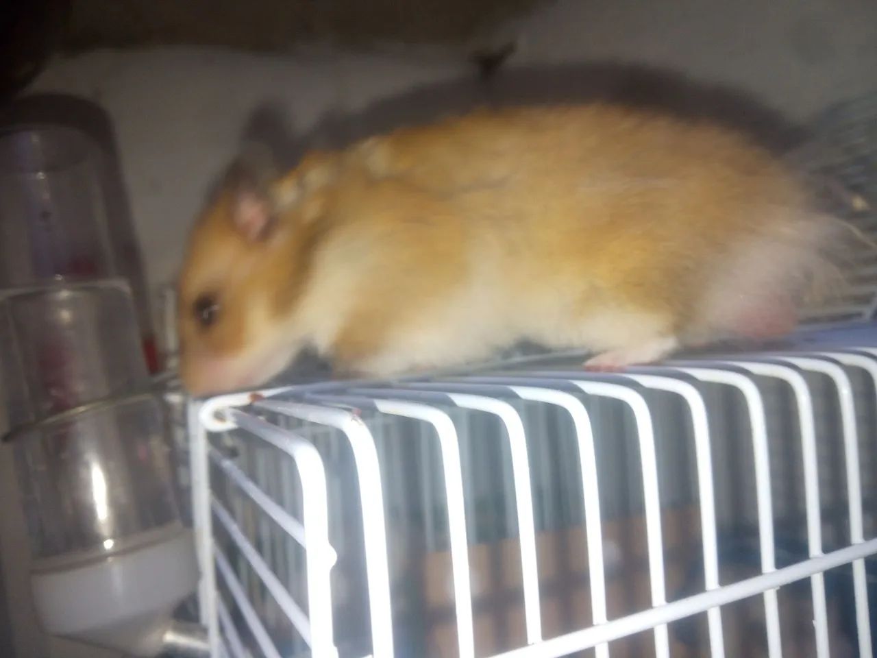 Hamster sírio  - Foto 3