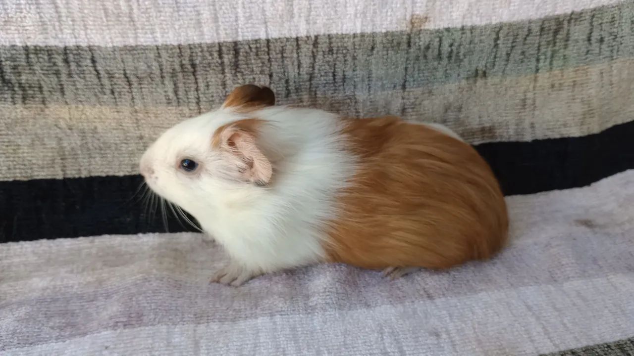 vendo porquinho da Índia  - Foto 2