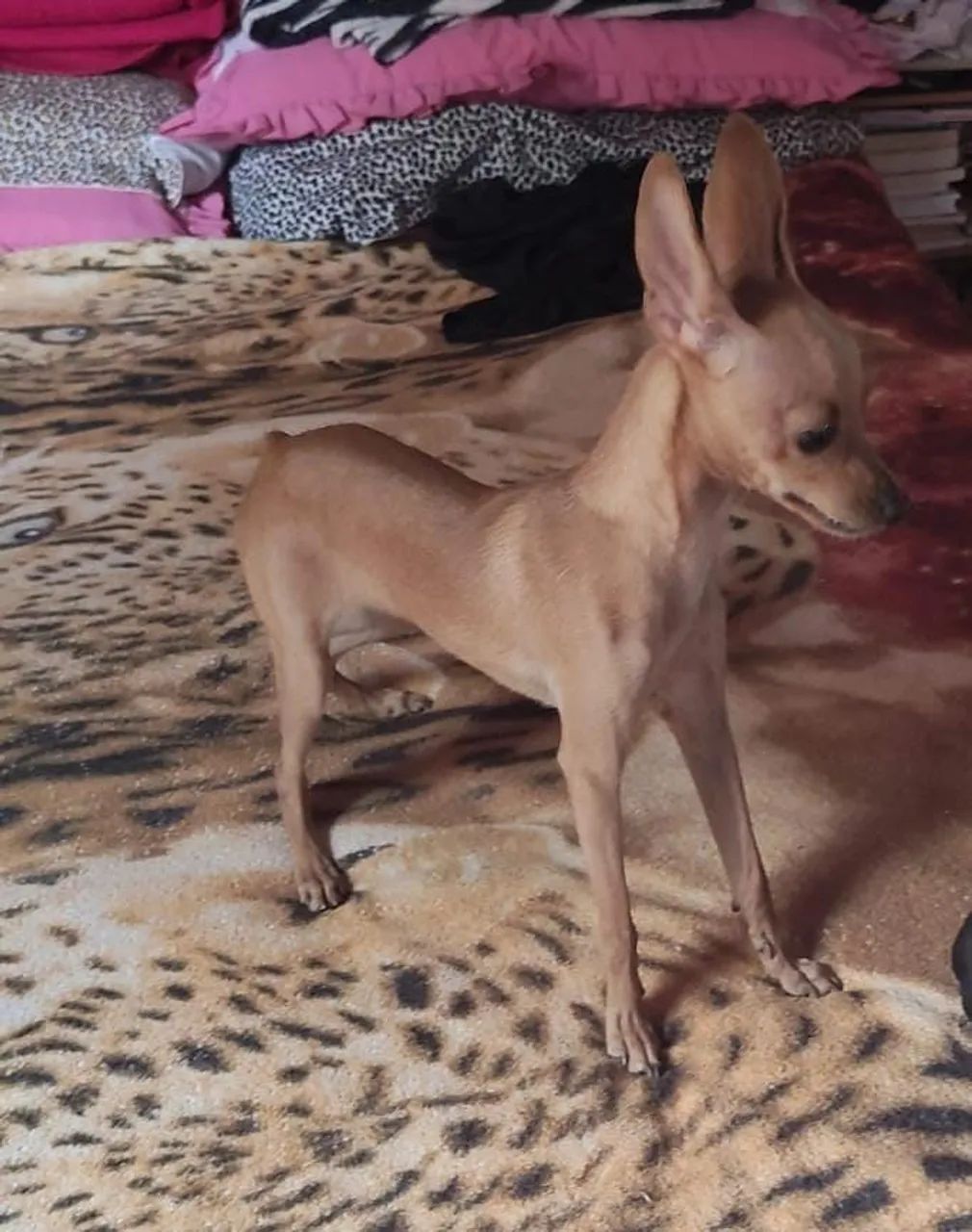 pinscher 1
