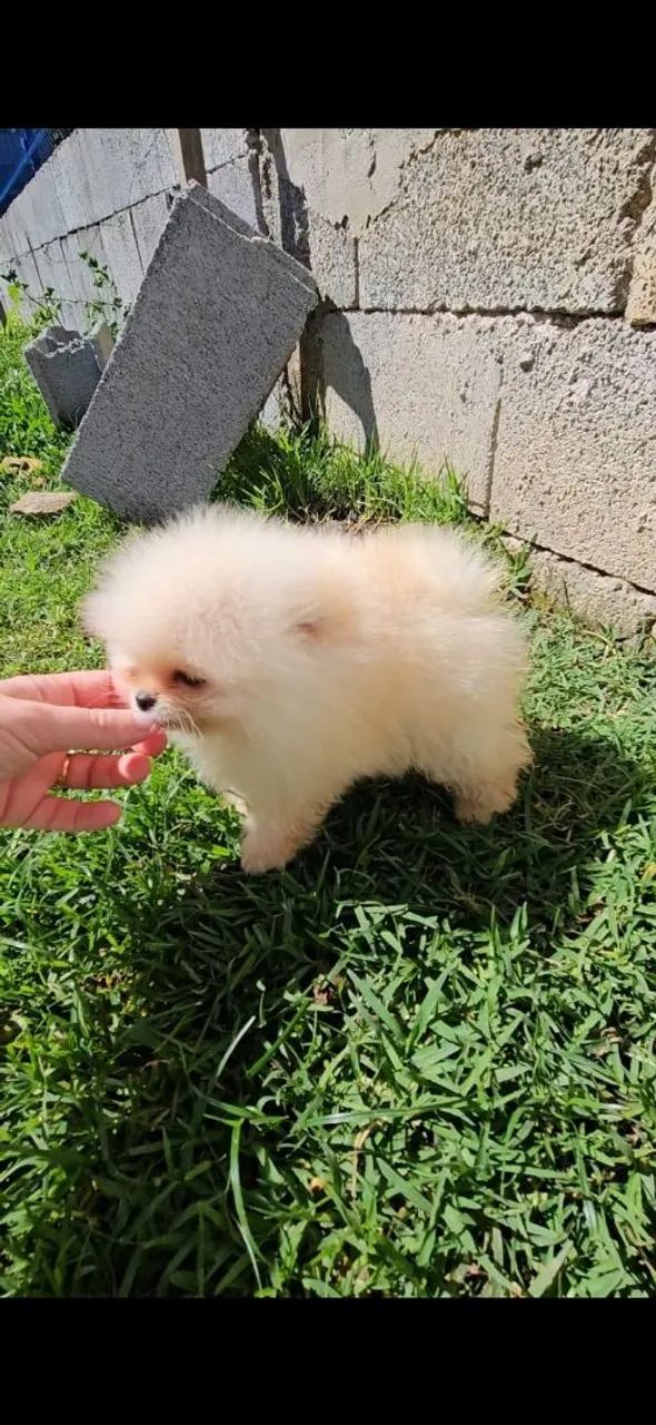 Spitz alemão anão Pedigree e Microchip  - Foto 2