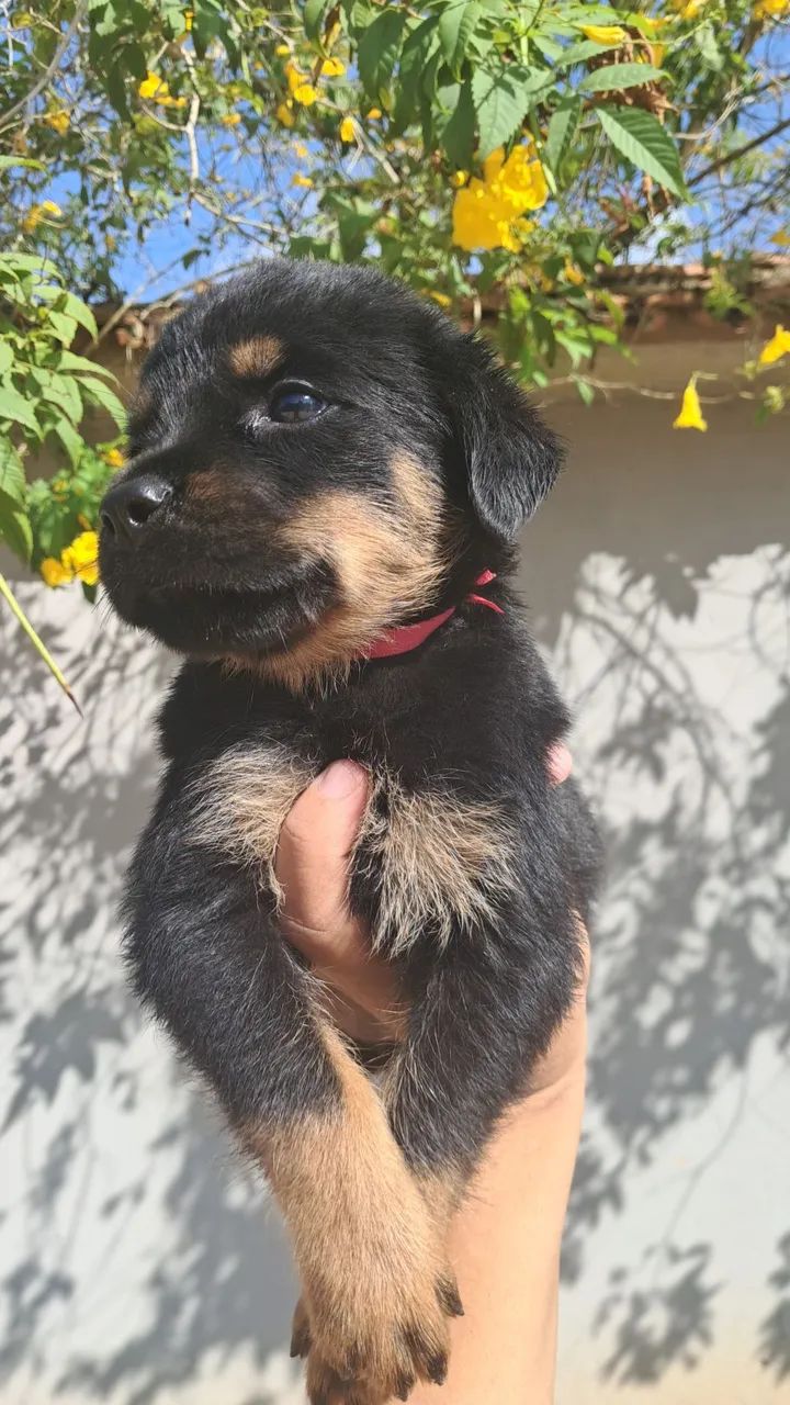 Rottweiler fêmea 