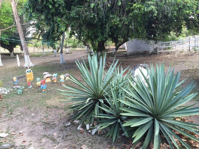 Granja pium - Foto 6