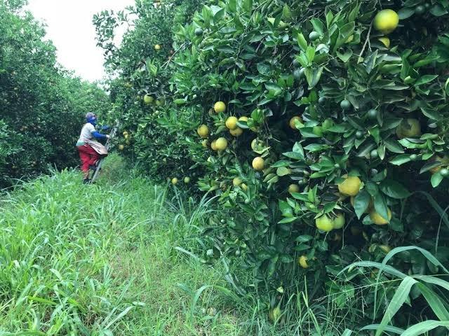 Laranja - Foto 4