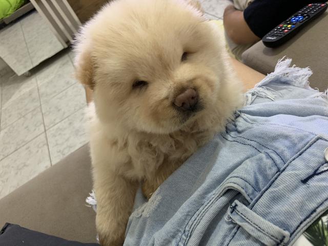 Filhote ChowChow Branco Porte Americano - Foto 3