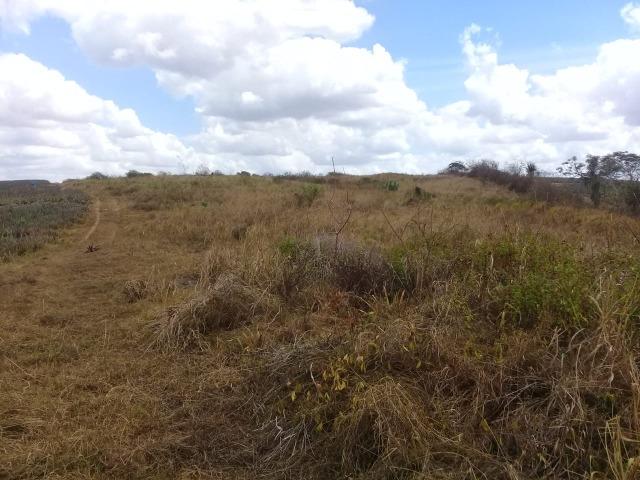 Pombos-Vend. 480 mil reais-Tem 120 Hect. Fazenda Completa,Água,Pastos, e mais - Foto 5