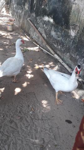 Promoção Dois Patos