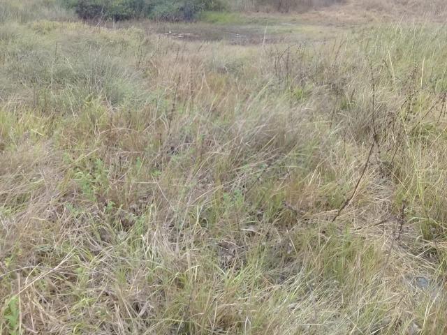Pombos-Vend. 480 mil reais-Tem 120 Hect. Fazenda Completa,Água,Pastos, e mais - Foto 12
