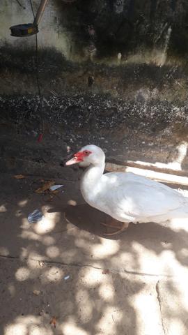 Promoção Dois Patos - Foto 6