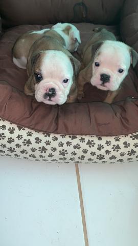 Lindos filhotes de bulldog inglês machos - Foto 2