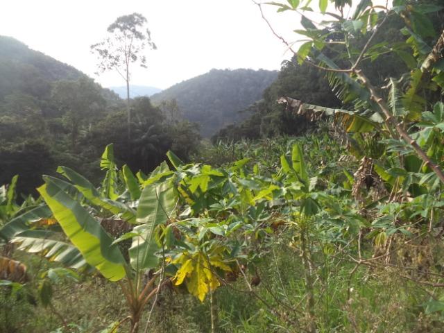 Marechal - Foto 3