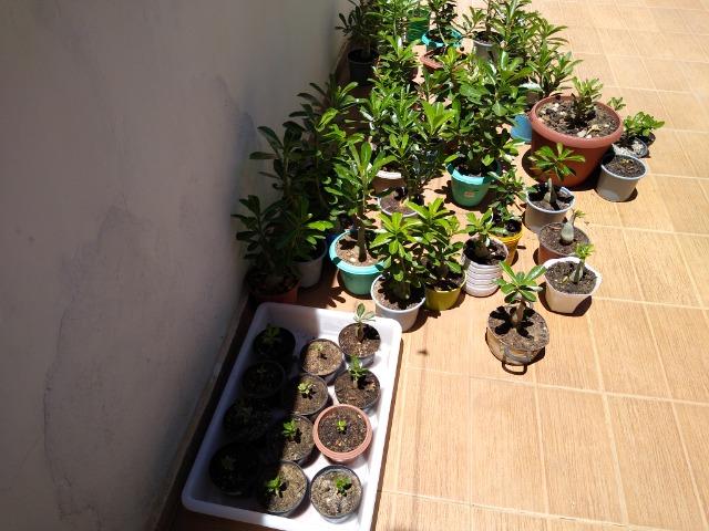 Flôr do Deserto - Foto 6