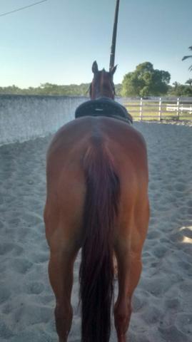 Cavalo