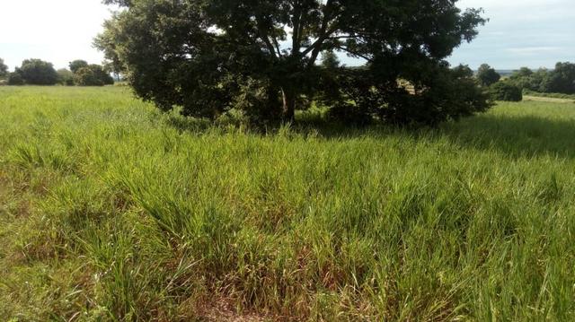Fazenda Produtiva de Frango P/Frigor Projeto Aprovado - Nova Marilândia - 7 Km da Cidade - Foto 19