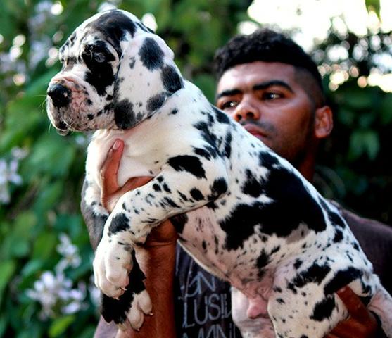 Dogue Alemão Filhotes - Cachorros e acessórios - Recanto Campestre  Internacional de Viracopos Gleba 7, Indaiatuba 655159703