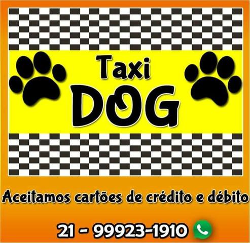 Taxi Dog