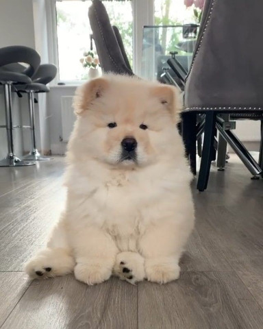 Chow chow pureza total - Foto 2