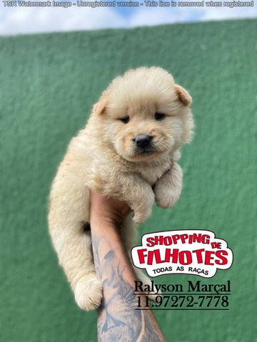 ChowChow maior loja de filhotes do Brasil 12 clinicas veterinárias para te atender!