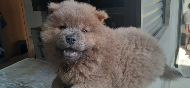 Chow- Chow - Foto 5