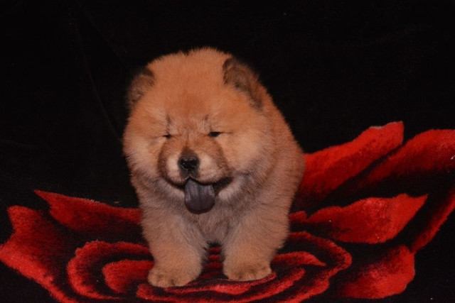 Chow-chow creme/laranja/preto, temos 7 clinicas para qualquer tipo de atendimento gratuito