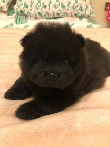 Chow Chow - Foto 2