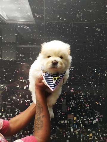 Chow Chow, com Pedigree, Contrato, Suporte Veterinário -
