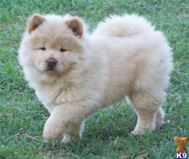 Chow chow filhotinhos creme - Foto 2