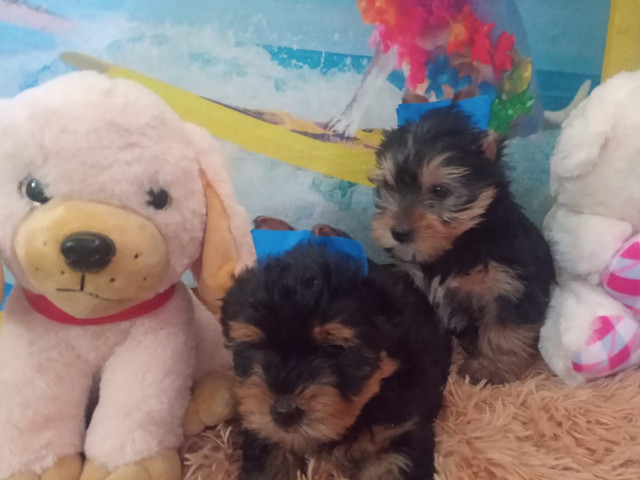 OS MAIS LINDOS FILHOTES - BERÇARIO AMOR DE BIXO - Foto 6