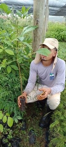 Mudas Nativas do Cerrado ( reflorestamento) - Foto 5