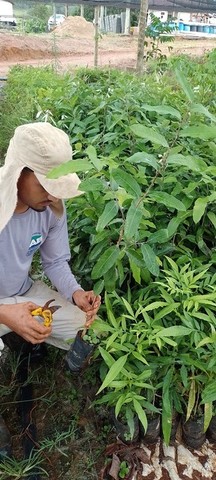 Mudas Nativas do Cerrado ( reflorestamento) - Foto 6