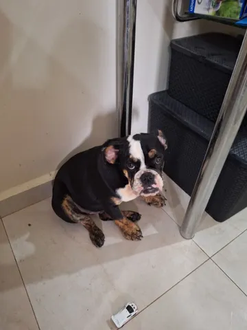 Bulldog ingles preto  +24 anúncios na OLX Brasil