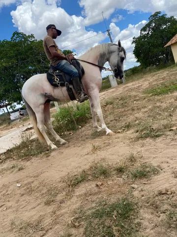 Cavalo Manga Larga Machador