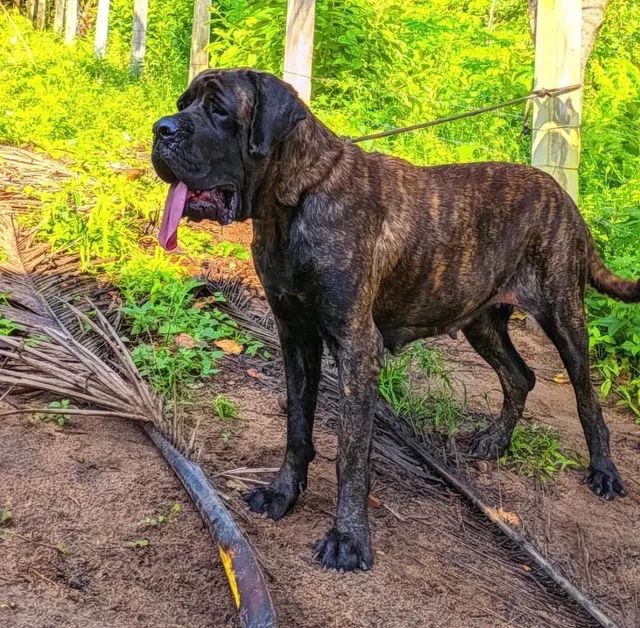 Canil Gigantes da Montanha - especializado na criação da raça Mastiff Inglês  - Mastiff Inglês - Joinville - Mastiff Inglês