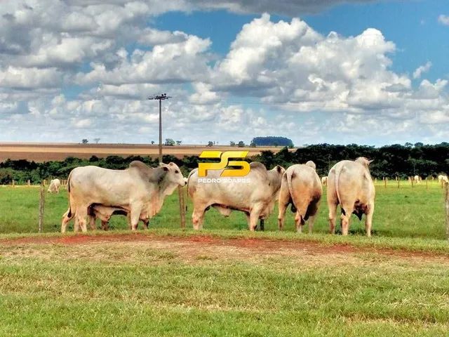 Ferbasa anuncia a conclusão da aquisição da Fazenda Campinhos no montante  de R$ 200 mil