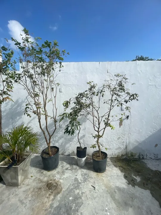 Jabuticaba híbrida produzindo