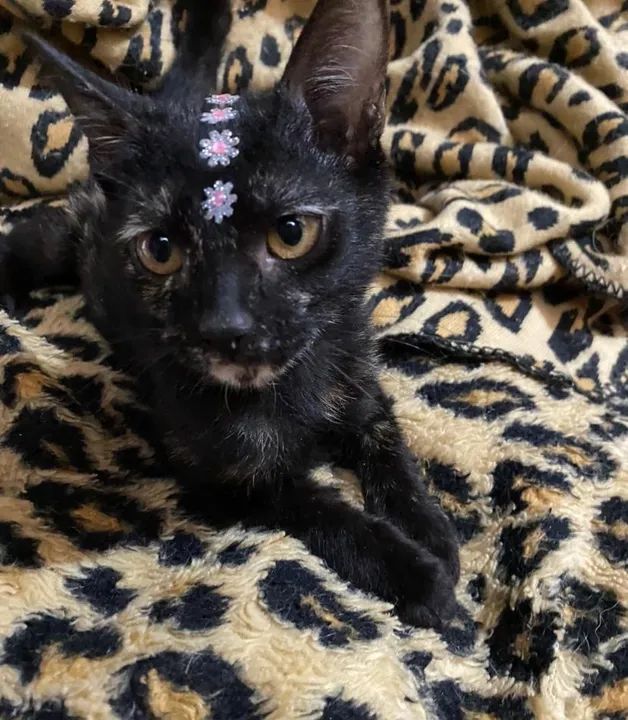 Gatinha gata adoção doação responsável preta 