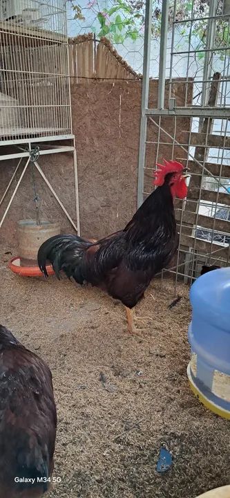 Galinhas poedeiras - Rodhia Islan Red - Foto 2