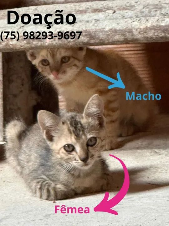 Gatinha disponível para adoção - Foto 2