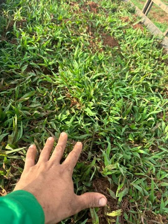 Grama de alta qualidade faça seu orçamento  - Foto 5