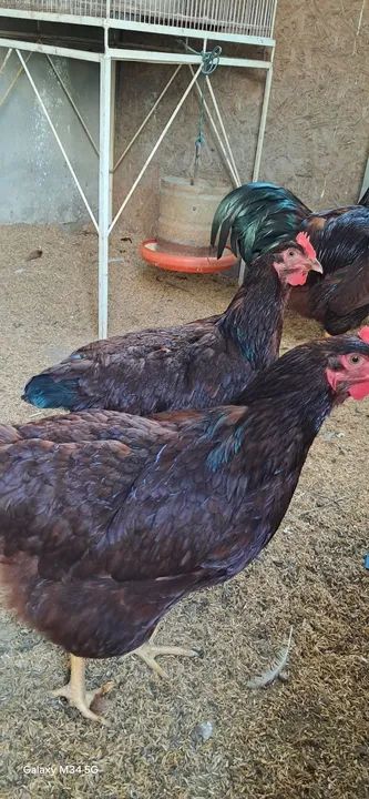 Galinhas poedeiras - Rodhia Islan Red - Foto 3