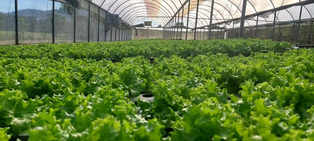 Hidroponia - Oportunidade!!  - Foto 2